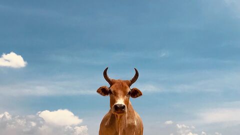 Kuh vor blauem Himmel. Rind vor blauem Himmel.