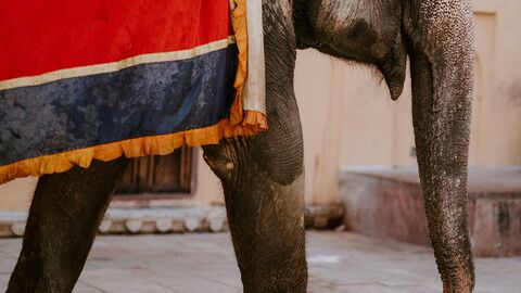 Elefant mit Decke auf de Rücken