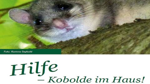 Bilchleitfaden Bilchleitfaden