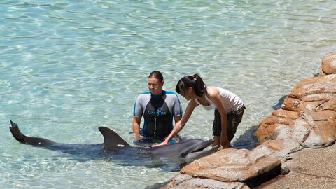 Zwei Personen streicheln einen Deflin.