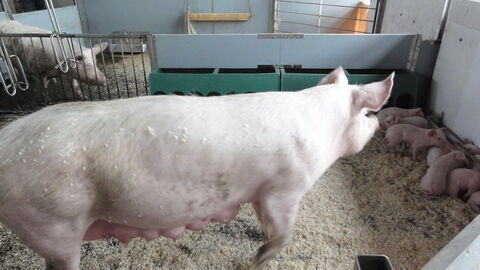 Neudorfer Haltungssystem Mutter Schwein mit Ferkeln in eigener Bucht im Stall.