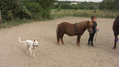 Mensch-Tier-Beziehung