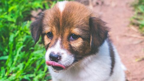 Junger Hund sitzt an Wegrand