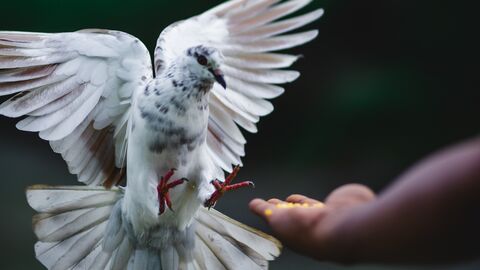 Taube fliegt zur Hand mit Futter