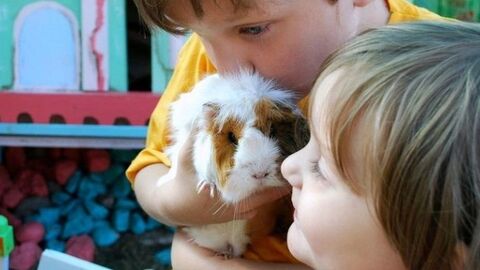 Kindergarten-Projekt