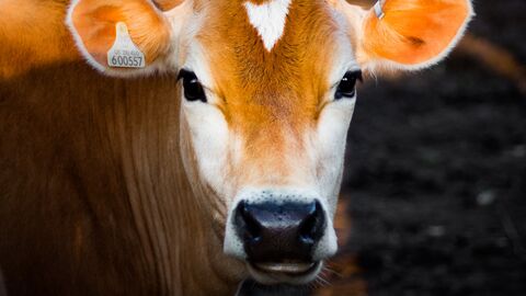 Profil einer Kuh/Rind