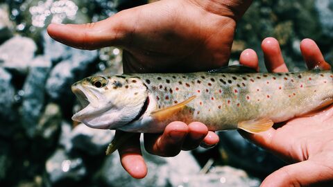 Fisch Fisch in der Hand nähe eines Gewässers.