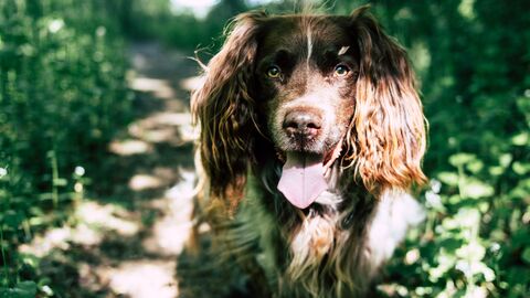 English Springer Spaniel Brauner Hund im Profil