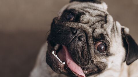 Mops schaut mit heraushängender Zunge nach oben.