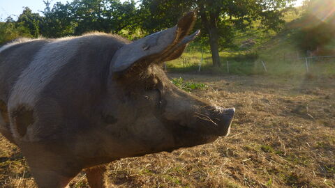 Schwein draußen im Sonnenuntergang