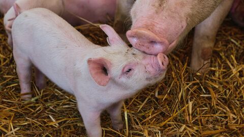Ein Ferkel und seine Mutter. Ein junges Schwein im Stroh mit einem ausgewachsenen Schwein.