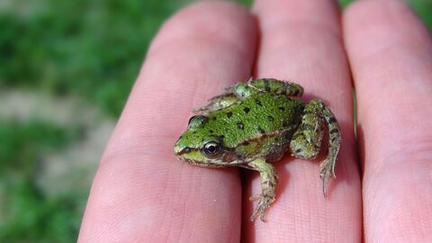 Wasserfrosch