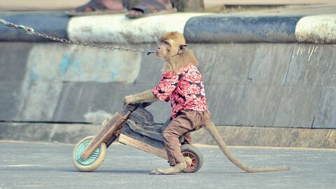 verkleideter Affe fährt auf Kinderroller