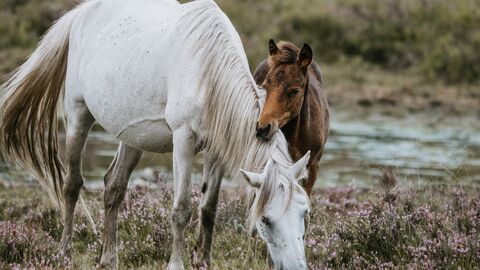 Eine weiße Stute steht auf dem Feld mit einem brauem Fohlen.