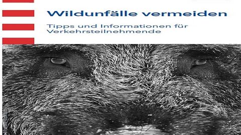 Wildunfälle vermeiden