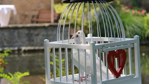Tauben zur Hochzeit