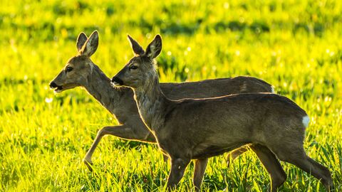 zwei Rehe zwei Rehe im Feld