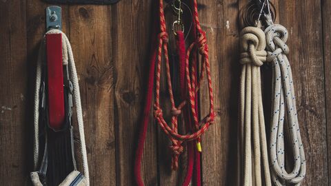 Halfter Drei Halfter an einer Holzwand.