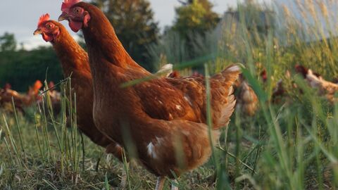 zwei Hüner auf einer Wiese