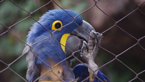 Papageienkopf hinter einem Zaun