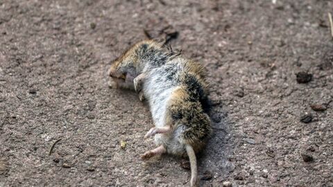 tote Maus liegt auf Ackerfläche