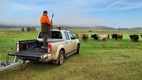 Weideschlachtung mittels Kugelschuss Weideschlachtung mittels Kugelschuss