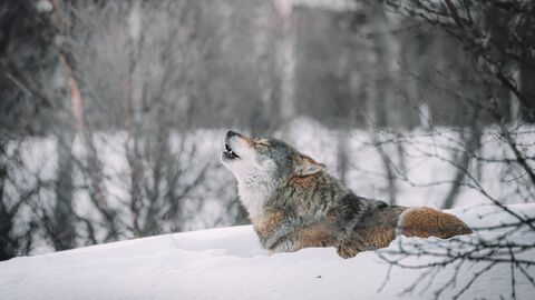 Wolf im Schnee