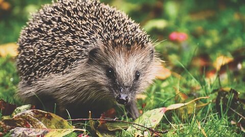 Lebensräume für Igel werden immer weniger Igel im Gras