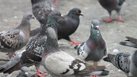 Gruppe von Stadttauben