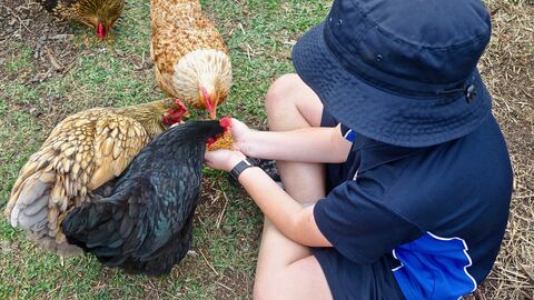 Sitzendes Kind füttert Hühner