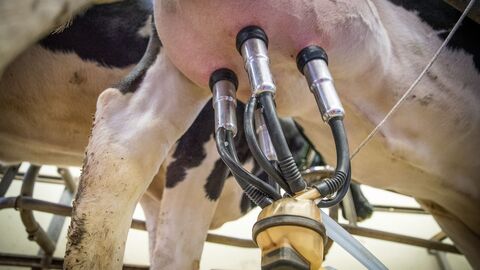 Kuheuter mit Melkgeschirr