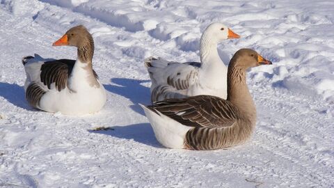 Gänse im Schnee