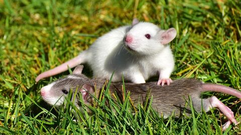 Ratten Ratten