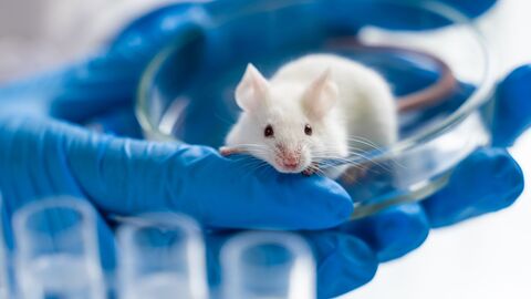 Maus, Tierversuche