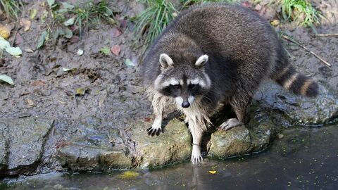 Waschbär an Gewässer Waschbär an Gewässer