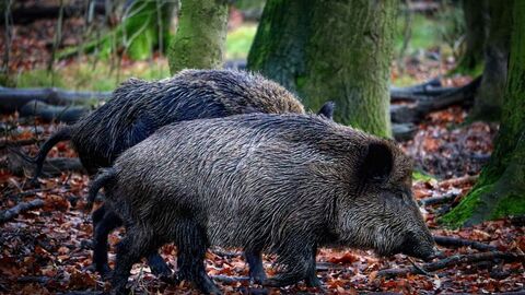 Wildschweine