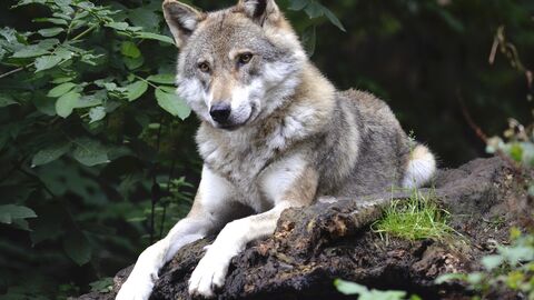 Wolf