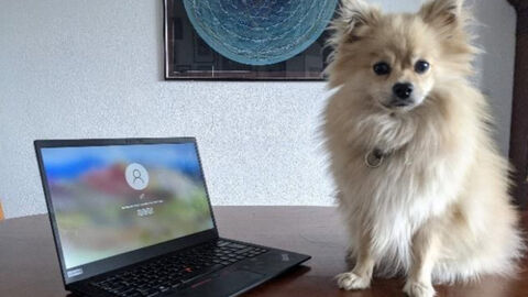 Tiere aus dem Internet